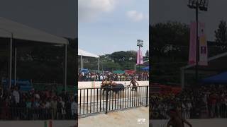 😳Bengaluru Kambala 🔥 Buffalo Race | Kaala Poottu #bangalore #karnataka