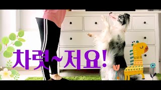 [강아지 개인기] 차렷~저요! 쉽게 배우기! border collie, dog trick, sit pretty