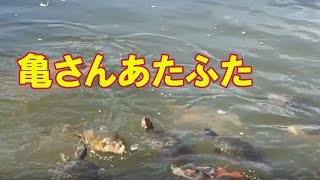 鯉と亀のちょっと激しい餌の取り合い　in 　日本庭園