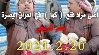 اغلى مزاد فقع  ( كما )  في العراق البصرة 2021.2.20 سعر تأريخي