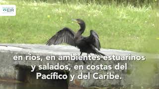 ¿Conoces al cormorán neotropical?