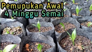 Pemupukan awal Agar Bibit Sawit Cepat Besar‼️ umur 30 Hari