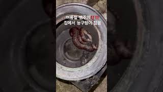 능구렁이가 이렇게 생겼군요.. 집에서 뱀잡은 영상 #능구렁이 #뱀 포획해서 산에 잘 풀어줌