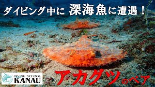 ダイビング中に深海魚【アカグツ】のペアに遭遇！