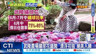 【每日必看】武陵農場繡球花盛開 \