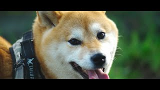 コハコト日記🐾🐾 Vlog #136  SONY α7Ⅳ CONTAX G Carl Zeiss Sonnar　90mm F2.8 T*  S-log3