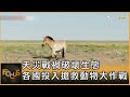 天災戰禍破壞生態 各國投入搶救動物大作戰｜方念華｜FOCUS全球新聞 20240621 @tvbsfocus