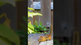 Chipmunks ALL DAY! #birdvideosforcats