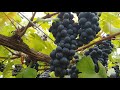 와인전용포도재배 까베르네 쇼비뇽 wine grapes