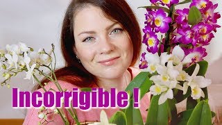 HAUL - Oops, shopping imprévu ! Nouvelles orchidées pour ma collection | mes achats orchidées #2