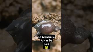 La Grenouille A Nez De Porc Est Une ENORME Victime 🐸 #shorts