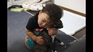 １歳児と子犬（ボストンテリア ２ヶ月）我が家にやってきた日