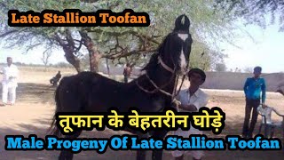 Male Progenys Of Late Legendary Stallion Toofan Of Sangariya !!