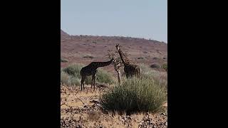 Namibia Twyfelfontein e Waterberg