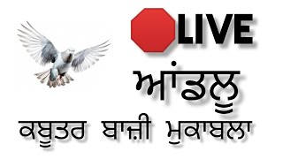 ਆਂਡਲੂ ਕਬੂਤਰ ਬਾਜੀ 8/4/24 ਪਿੰਡ ਆਂਡਲੂ ਕਬੂਤਰ ਬਾਜੀ ਮੁਕਾਲਬਾ #pegion #kabootar