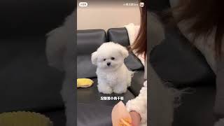 Hello，你在干什么？我想要看看？#dog #比熊