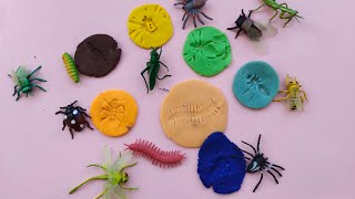 INSECTS FOSSILS - STEAM ACTIVITY