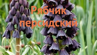 Рябчик персидский персидский (rusticulae ryabchik) 🌿 обзор: как сажать, луковицы рябчики персидский