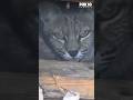Bobcat found living inside Scottsdale attic | FOX 10 Phoenix
