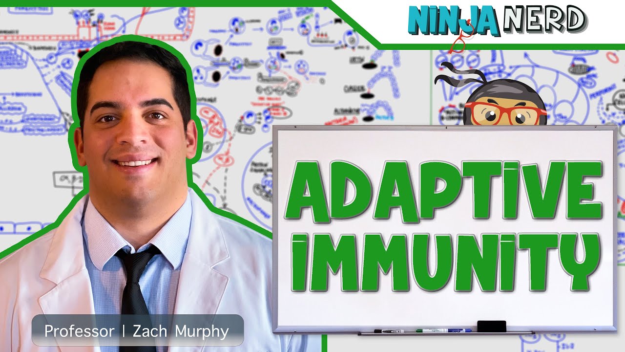 Immunology Adaptive Immunity Youtube