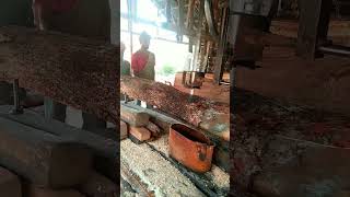 What Hard Wood Is Sawmill Sawmill Work Cut With Mesing #Shorts #Youtubeshorts #Viralshorts