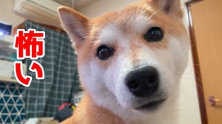 柴犬にとって不審者が来て怖いので飼い主に押し付きます