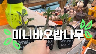 미니바오밥나무🌱 | 잘 키우는 법🔥 | 아데니움 아라비쿰 (Adenium arabicum)