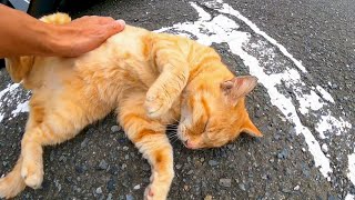 駐車場にいた野良猫に近づいてナデナデすると喜んでゴロンゴロン転がった