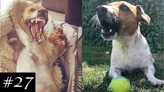 Jack Russell Terrier Funny Videos pt.3 | Cute Dogs & Puppies