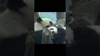 小圓寶送飛吻後害羞遮臉 #panda #shorts #yuanbao