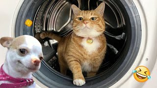 Try Not To Laugh Cats And Dogs Videos 😁 - Best Funniest Animals Video 2024 #5