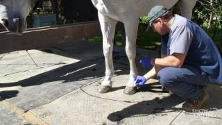 Should I Give My Horse Joint Injections?