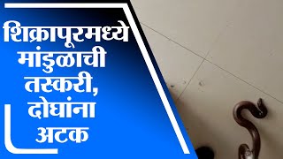 Pune | पुणे नगर महामार्गावरील शिक्रापूरमध्ये दुर्मिळ जातीचे मांडुळाची तस्करी, सापळा रचत दोघांना अटक