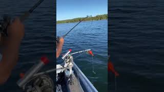 Fat lake trout in Lanark