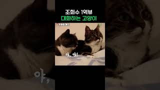 조회수 1억뷰 고양이