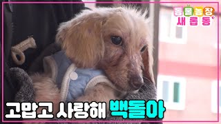 [#새롭동물농장] ※폭풍 눈물 주의※ 사랑하는 백돌이🐶와의 이별😭 / EP.1164 #TV동물농장 #AnimalFarm #SBSstory