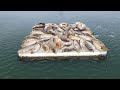 alameda s harbor seals