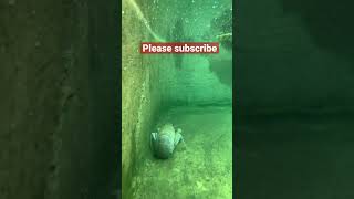 Take a video lobster 🦞 under water #0977774415 #crayfish #short