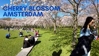 Cherry Blossom Festival Amsterdam March 2022 I アムステルダム桜祭り