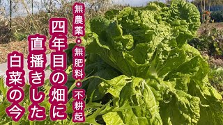 【9月に畑に直播きした白菜の今】#8 / 枯れ草の布団でえんどう豆の寒さ対策 / アラカン夫の作る晩ごはん / きょうのにゃんこ