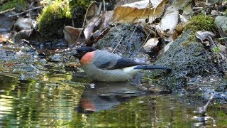 河口湖フィールドセンターのウソ（雄）の水浴び　その２（4K60P動画）