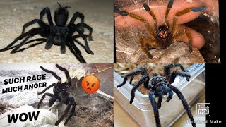 Angry 😡 Tarantula Rage Compilation 😡