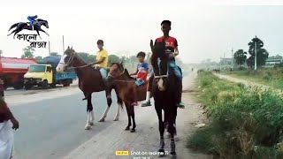 ঘোড়া কে কিভাবে পাকা রাস্তাই চালাতে হয় একবার দেখুন। Horse riding । ইনসাফ  এগ্রো 01734936586