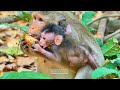 oh p tiful young mother monkey is not approve cutie baby babette to get milk monkey jenifer