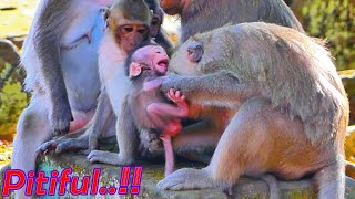 Oh P/tiful ! Young Mother Monkey is not approve cutie Baby Babette to get milk | MONKEY Jenifer