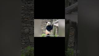 福宝恋上帅哥哥，女儿奴徐奶爸吃醋了~#大熊猫 #panda #纪录片 #追娱秀场#shorts