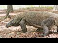 5 Fakta Menarik tentang Komodo