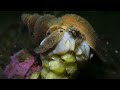 common whelk buccinum undatum laying eggs.