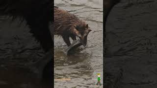 魚を捕まえるタヌキ #shorts  Raccoon dogs hunting/catching fishes