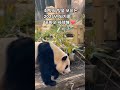 fubao ruibao huibao everland 福宝 辉宝 睿宝 姜爷爷 panda 에버랜드 푸바오 후이바오 루이바오 강철원사육사 오늘도 사랑해 ❤️